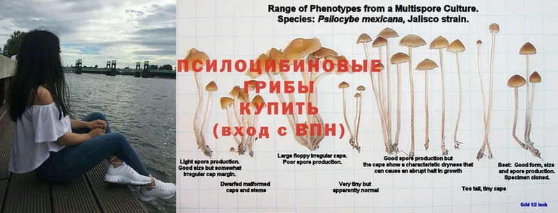 Галлюциногенные грибы Psilocybine cubensis  Дрезна 